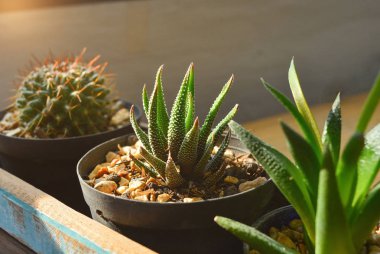Küçük sansevieria trifasciata ve kaktüs plaka ile ahşap kutu