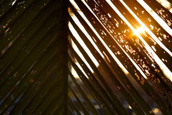 Silhouette Kokosnussblätter und Sonnenlicht vom Sonnenuntergang mit dem verschwommenen Tempelhintergrund — Stockfoto