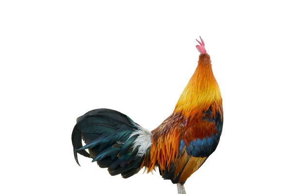 Kip geïsoleerd op een witte achtergrond — Stockfoto