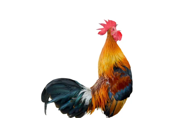 Chicken bantam ,Rooster crowing isolated on white — Stock Photo, Image