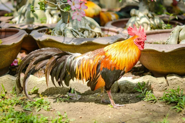 Rooster on green nature background — Stock Photo, Image