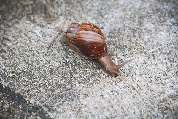 Schneckenwanderung auf dem rauen Boden. Braune Schnecke kriecht auf Zement. — Stockfoto