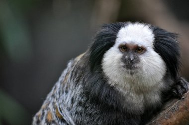 Bir şirin ortak Marmoset veya beyaz - kulaklı Marmoset.
