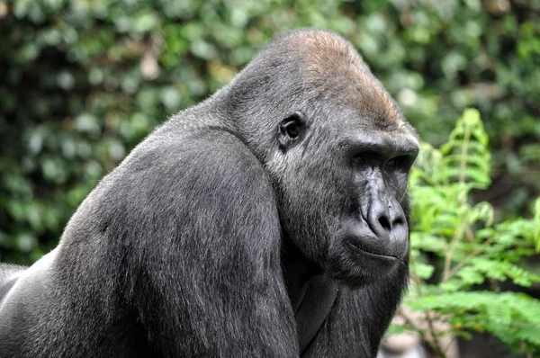 Portrait of big, black gorilla (male) .