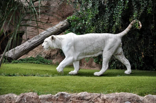 Tigre blanc du Bengale marchant sur l'herbe verte . — Photo