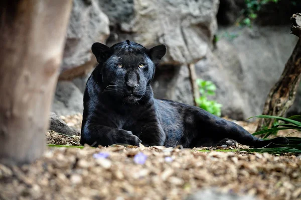 Черная пантера лежит на земле и смотрит . — стоковое фото