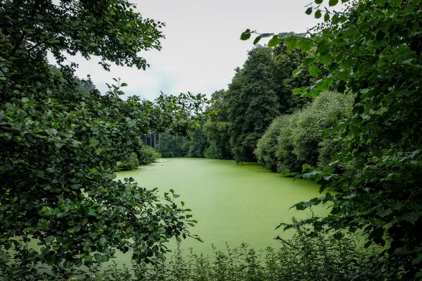 Zarostlá zelených řas jezírko v parku. — Stock fotografie