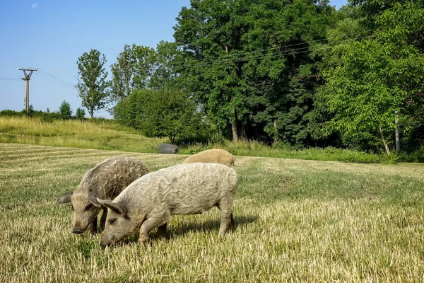 Cerdos salvajes en la granja . —  Fotos de Stock