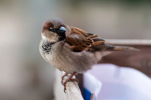 Normal sparrow sits on the fence edge. — Stock Photo, Image