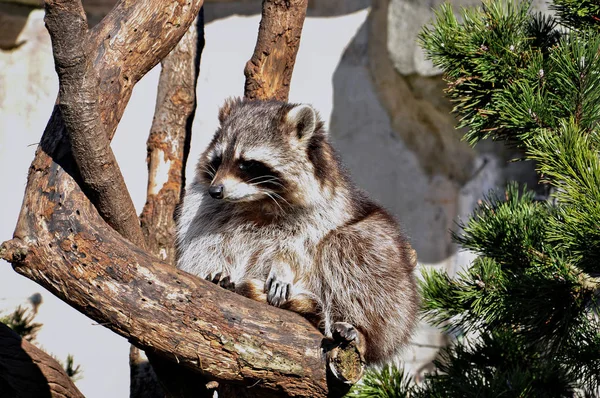 Rakun kuru ahşap üzerinde oturur ve güneşte ısıtılan. — Stok fotoğraf