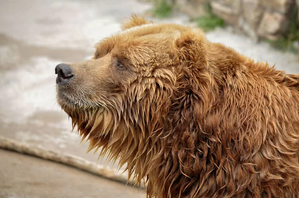 Animal close-up photography. Brown bear portrait. — Stock Photo, Image