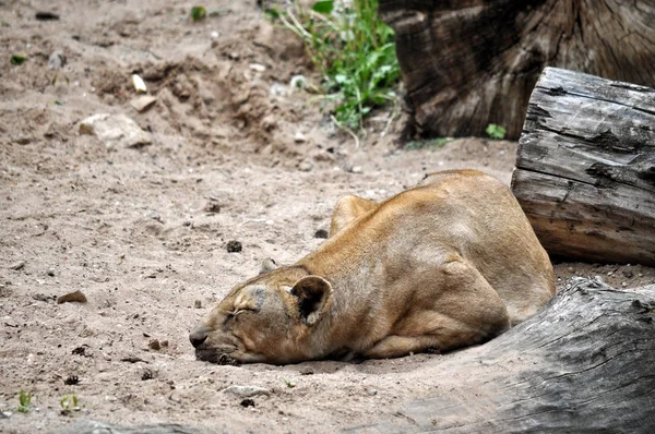 León hembra acostado al sol y caliente . —  Fotos de Stock