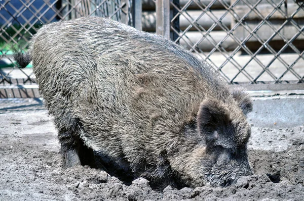 Fotografía de primer plano de animales. Manos de jabalí en el barro . —  Fotos de Stock