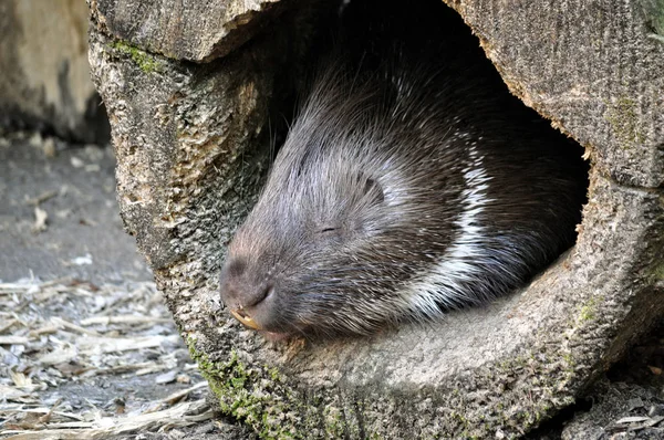 Animal close-up photography. Porcupine hidden in pipe.