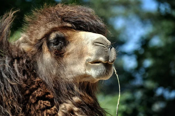Camel with a straw in your mouth. — Stock Photo, Image