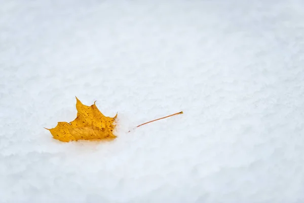 Abstraktní fotografie. Žlutá javorový list na bílém sněhu. — Stock fotografie
