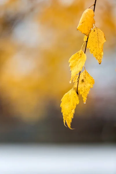 Fotografia abstrata. Neve branca caída em folhas de outono amarelas . — Fotografia de Stock