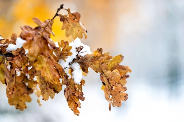 Abstract fotografie. Witte sneeuw gevallen op gele herfst bladeren. — Stockfoto