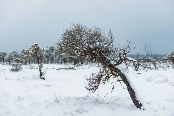 Día de invierno nevado en el pantano. Pequeños árboles pantanosos . —  Fotos de Stock