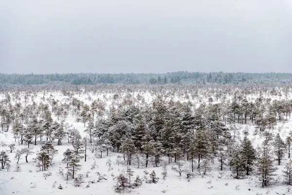 Día de invierno nevado en el pantano. Pequeños árboles pantanosos . —  Fotos de Stock