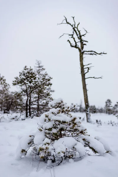 Día de invierno nevado en el pantano. Pequeños árboles pantanosos . —  Fotos de Stock