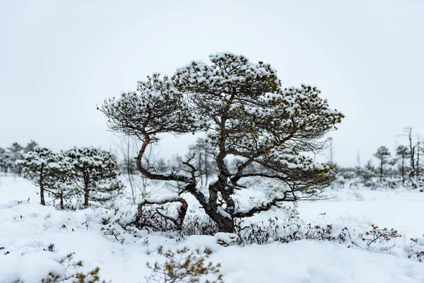 Día de invierno nevado en el pantano. Pequeños árboles pantanosos . —  Fotos de Stock