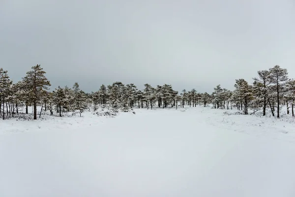 Día de invierno nevado en el pantano. Pequeños árboles pantanosos . —  Fotos de Stock