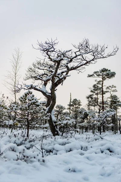 Día de invierno nevado en el pantano. Pequeños árboles pantanosos . —  Fotos de Stock