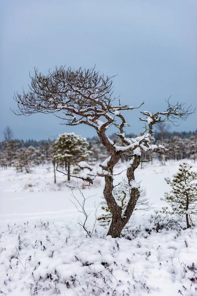 Día de invierno nevado en el pantano. Pequeños árboles pantanosos . —  Fotos de Stock