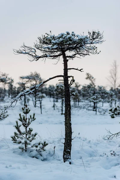 Día de invierno nevado en el pantano. Pequeños árboles pantanosos . —  Fotos de Stock