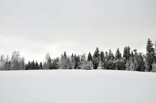 Brillo nevado en el borde del bosque . — Foto de Stock