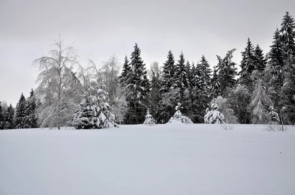 Brillo nevado en el borde del bosque . —  Fotos de Stock