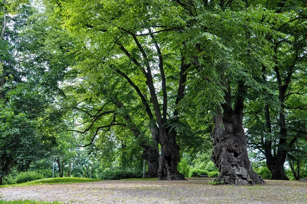 Parque com árvores velhas e grossas e caminhos pedestres . — Fotografia de Stock