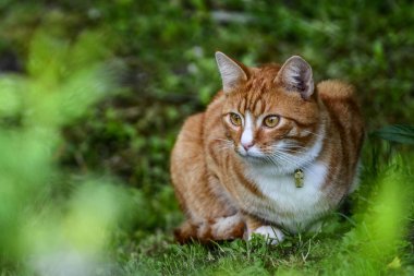 Hayvanlar yakın çekim fotoğraf. Kızıl saçlı kedi garde içinde gizleme