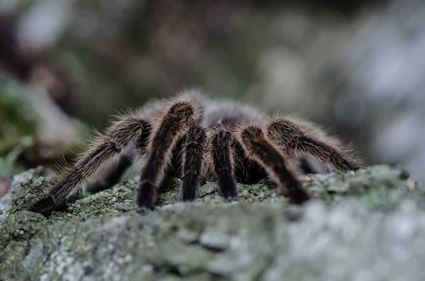 Chlupaté tarantule pod širým nebem, pěší podél kmene stromu. — Stock fotografie