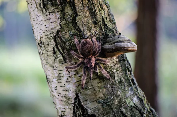 Tüylü tarantula açık havada ağaç gövdesi yürüyüş. — Stok fotoğraf