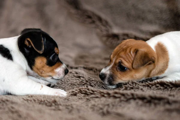 Gesprenkelte, braune und weiße Jack Russell Welpen. — Stockfoto