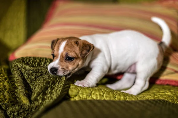 Jack Russell Welpe spielt mit einer grünen Decke. — Stockfoto