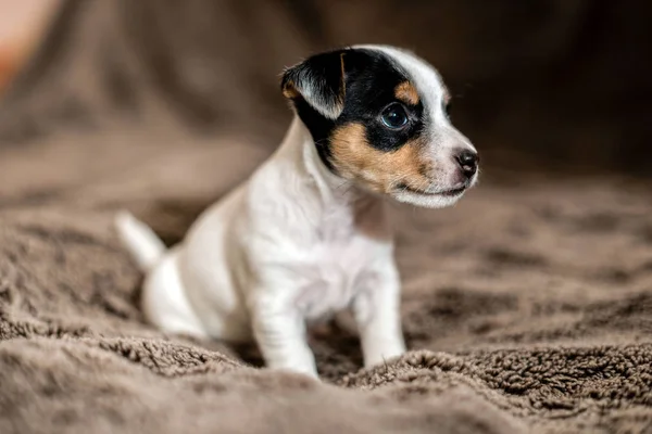 Gesprenkelte, braune und weiße Jack Russell Welpen. — Stockfoto