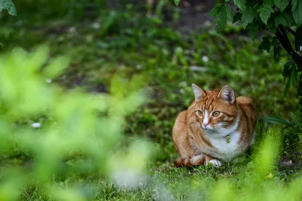 Animals close-up photography. Red-haired cat hiding in the garde