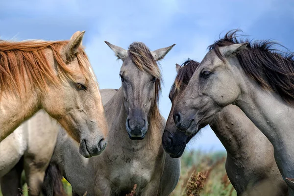At Danışma. Dört at kafanızı birlikte montajı. — Stok fotoğraf