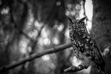 Benekli baykuş gözlemlemek çevre.