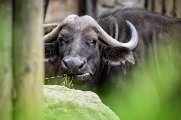 Buffalo seen in the area.