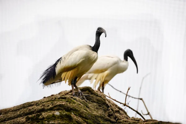 Dierlijke close-up fotografie. Vogels permanent op een paal. — Stockfoto