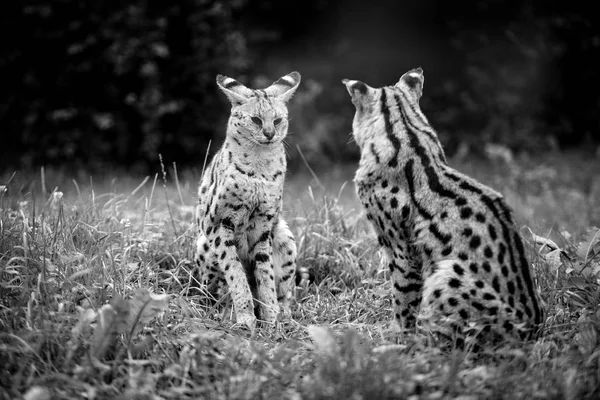 Les bébés guépards s'assoient et se regardent . — Photo