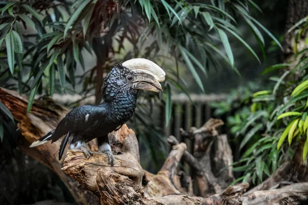 Dierlijke close-up fotografie tropische vogel met een grote bek. — Stockfoto