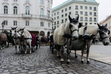 At arabaları ve eski şehir sokaklarda turistler için bekleyen arabaları ile.