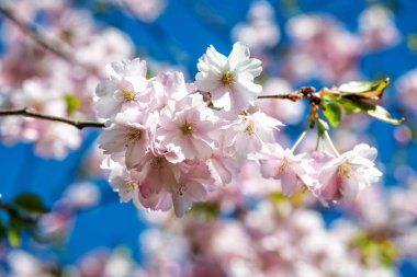  Güzel kiraz çiçeği sakura ilkbahar zamanı mavi gökyüzünde.