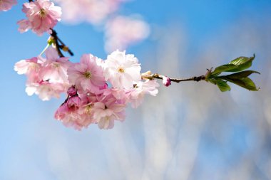  Güzel kiraz çiçeği sakura ilkbahar zamanı mavi gökyüzünde.