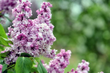 Seçici odak yakın çekim soyut Fotoğrafçılık. Lila çiçek bahçesinde.